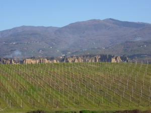 Tuscan Vineyard